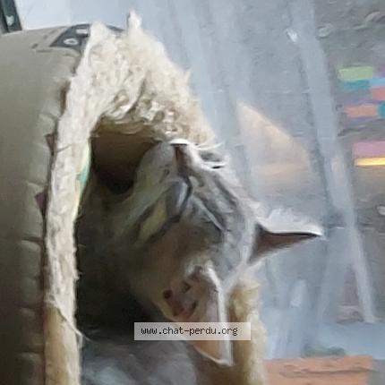 Foto van vermiste kat in Jambes