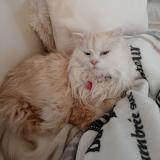 Picture of cat lost at Montlaur