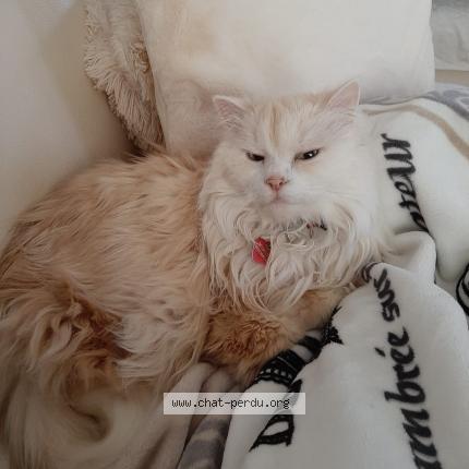 Photo 1/1 Mimiox Chat lost in Montlaur