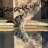 Picture of cat lost at Greasque