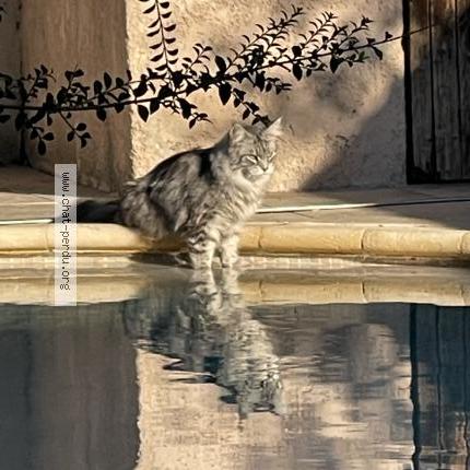 Photo 1/1 REINE Chat lost in Greasque