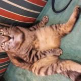 Picture of cat lost at Mouilleron En Pareds