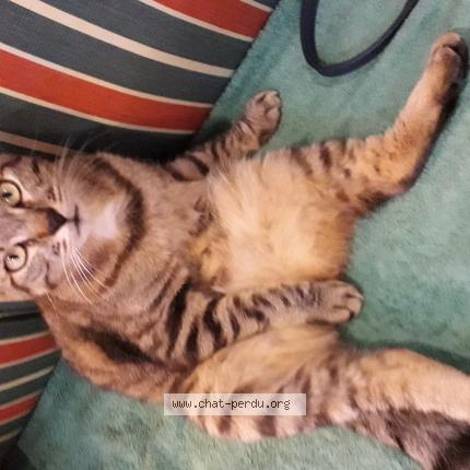 Photo 1/1 Mousse Chat lost in Mouilleron en pareds