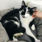 Picture of cat lost at Luisant