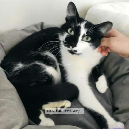 Photo 1/1 Rosalie Chat lost in Luisant