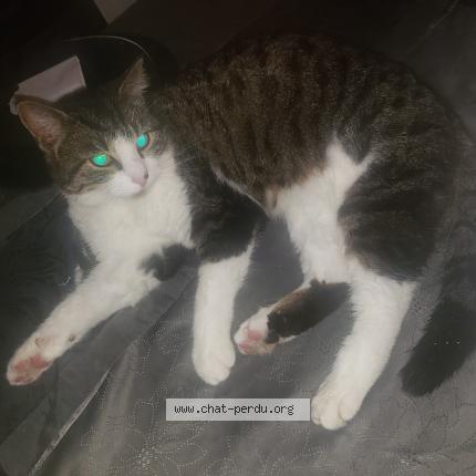 Photo 1/1 Picsou Chat lost in Marigny le lozon