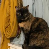 Picture of cat lost at Blagnac