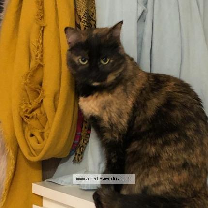 Photo 1/1 Poupette Chat lost in Blagnac