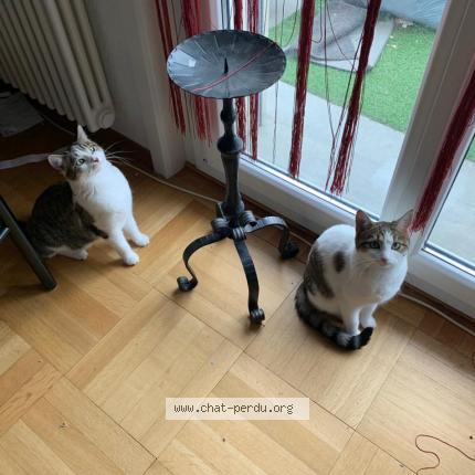 Foto einer verlorenen Katze in Tramelan