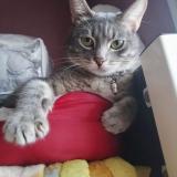 Picture of cat lost at L Union