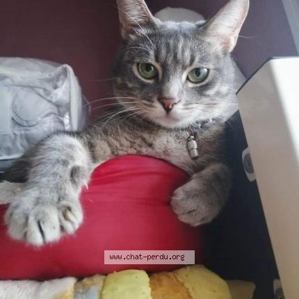 Photo 1/1 Orion Chat lost in L union