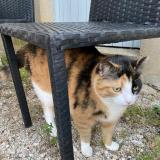 Picture of cat lost at Les Matelles