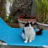 Picture of cat lost at Nice