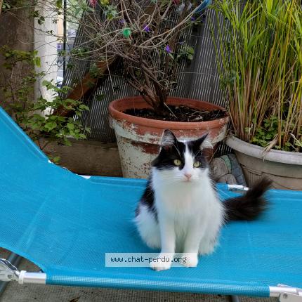 Photo 1/1 Vanessa DUSSART-VOLLET Chat lost in Nice