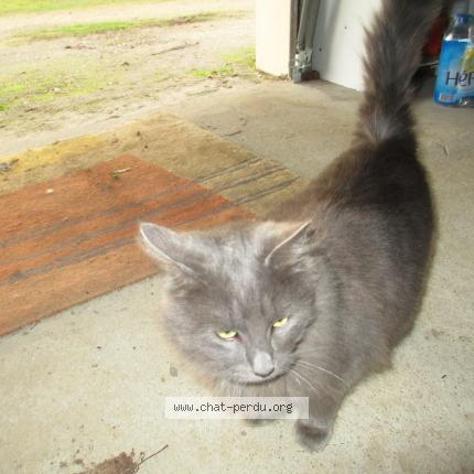 Photo 1/1 Obelix Chat lost in Saujon