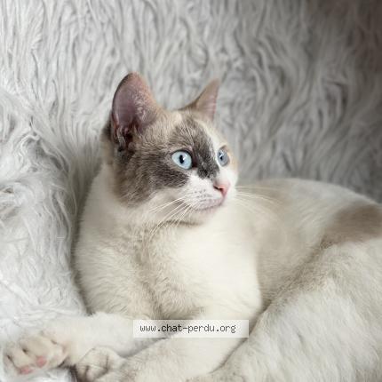 Foto van vermiste kat in Verviers