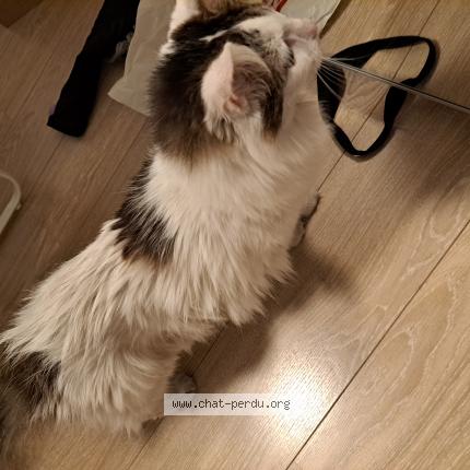 Foto 1/1 Wiedergefundene Katze Gefunden in Luxembourg Ville