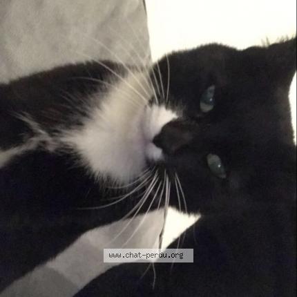 Foto van vermiste kat in La Louviere