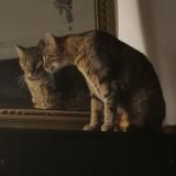 Picture of cat lost at Bourges