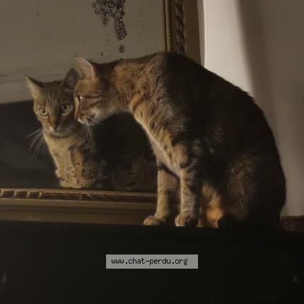 Photo 1/1 Billie Chat lost in Bourges