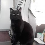 Picture of cat lost at Compiegne