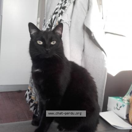 Photo 1/1 Cat reunited Lost in Compiegne
