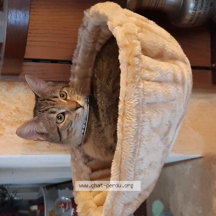 Foto einer verlorenen Katze in Saviese