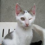 Picture of cat lost at Saint Gervais