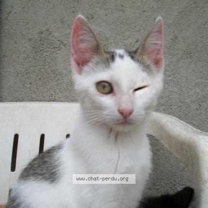 Photo 1/1 LEIA Chat lost in Saint gervais