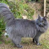 Picture of cat lost at Brie Comte Robert