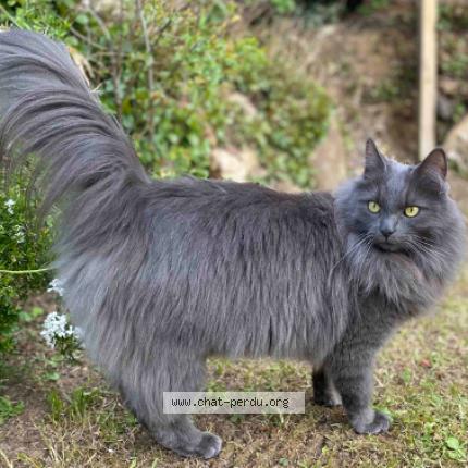 Photo 1/2 POLUX Chat lost in Brie comte robert