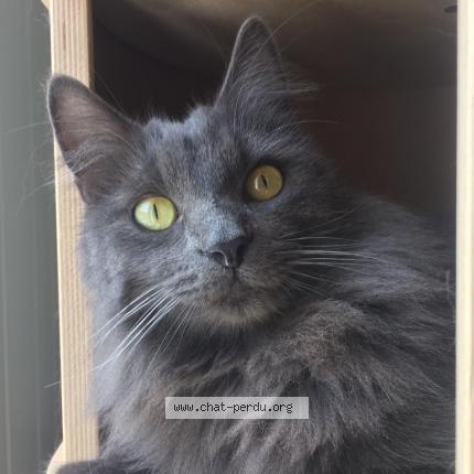 Photo 2/2 POLUX Chat lost in Brie comte robert