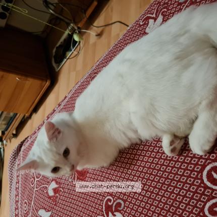 Foto van vermiste kat in Bruxelles