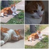 Picture of cat lost at Quincy Voisins