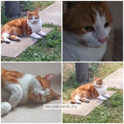 Photo 1/1 Tigrou Chat lost in Quincy voisins