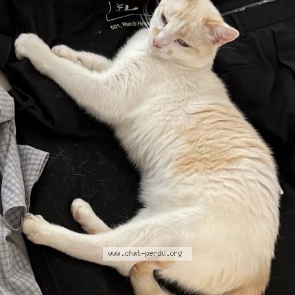 Foto 1/1 Kat teruggevonden Vermist in Chaumont Gistoux