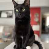 Picture of cat lost at Cognac