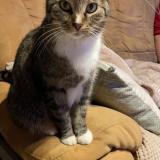 Picture of cat lost at Maubeuge