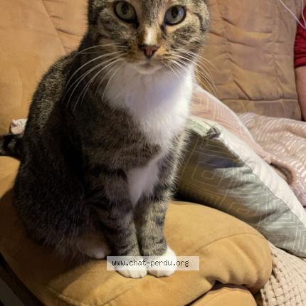 Photo 1/1 Taiga Chat lost in Maubeuge