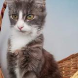 Picture of cat lost at Meymac