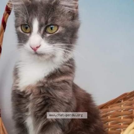 Photo 1/1 Grisette Chat lost in Meymac