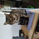 Picture of cat lost at Meymac