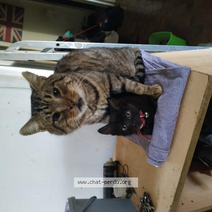 Photo 1/1 Tonton Chat lost in Meymac