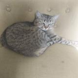 Picture of cat lost at Laille