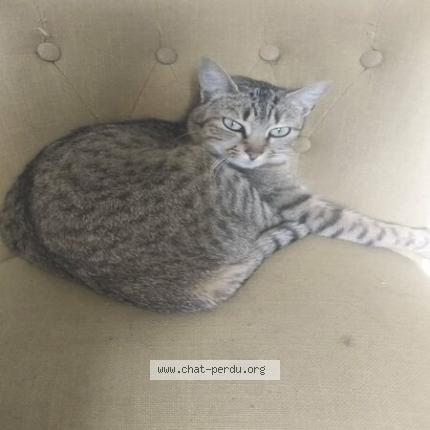 Photo 1/2 Attila Chat lost in Laille