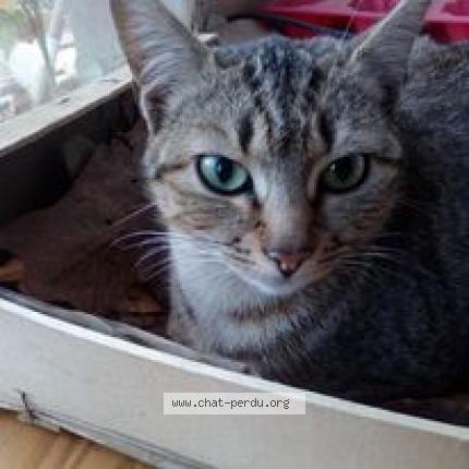 Photo 2/2 Attila Chat lost in Laille