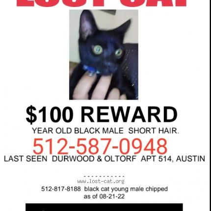 Picture of cat lost at Austin