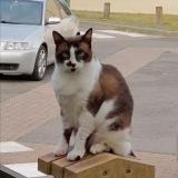 Picture of cat lost at Ozoir La Ferriere