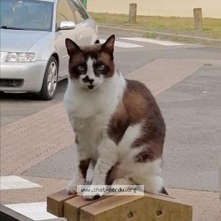 Photo 1/1 TICOEUR Chat lost in Ozoir la ferriere