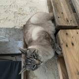 Picture of cat found at Mouans Sartoux